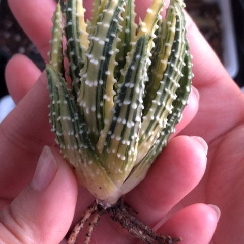 z*泪珠实生锦哈哈哈哈哈哈哈