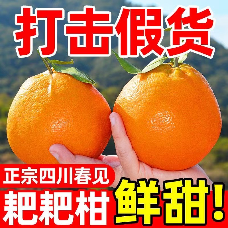 {次日达}正宗四川春见耙耙柑新鲜采摘