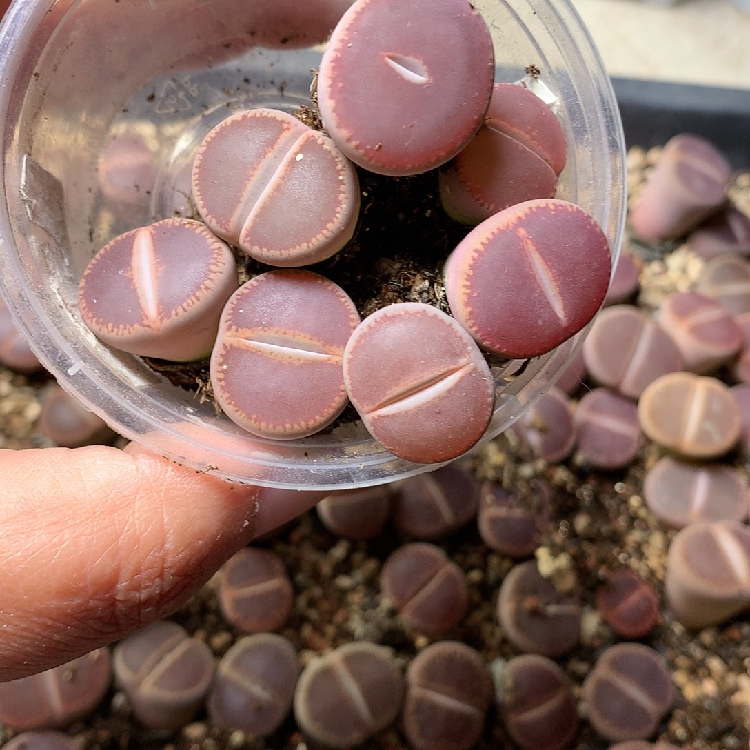 果*W486多肉植物保护