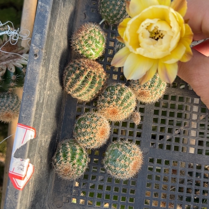 1彩草n18歪无根侧芽3公分左右20包邮