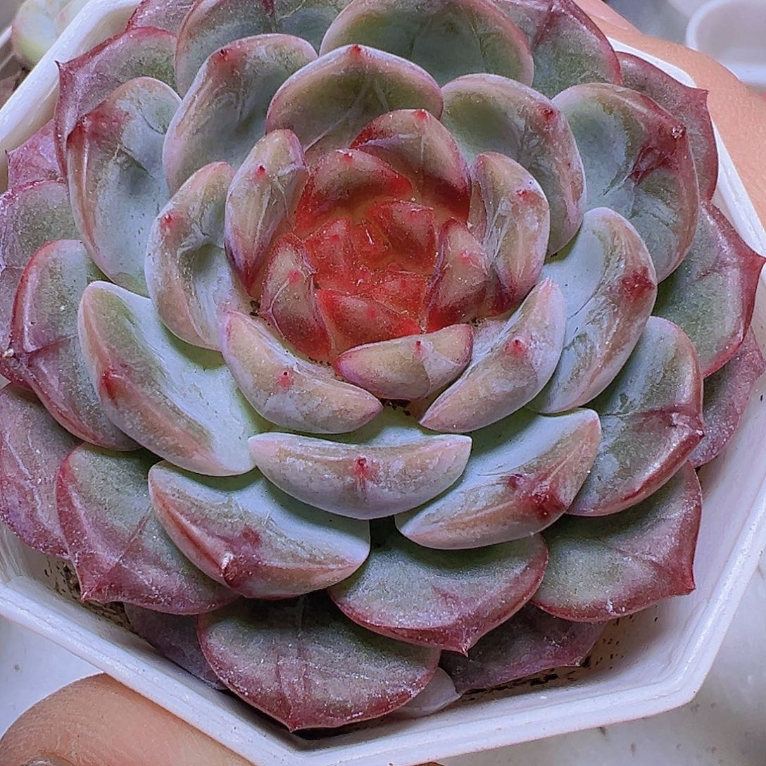 8角盆特葡珍妮19包邮