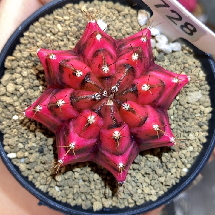 红黑大龟甲 米哈仙人球