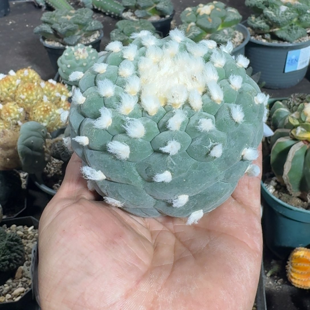 【闪购商品】落地蓝白长毛大尤667