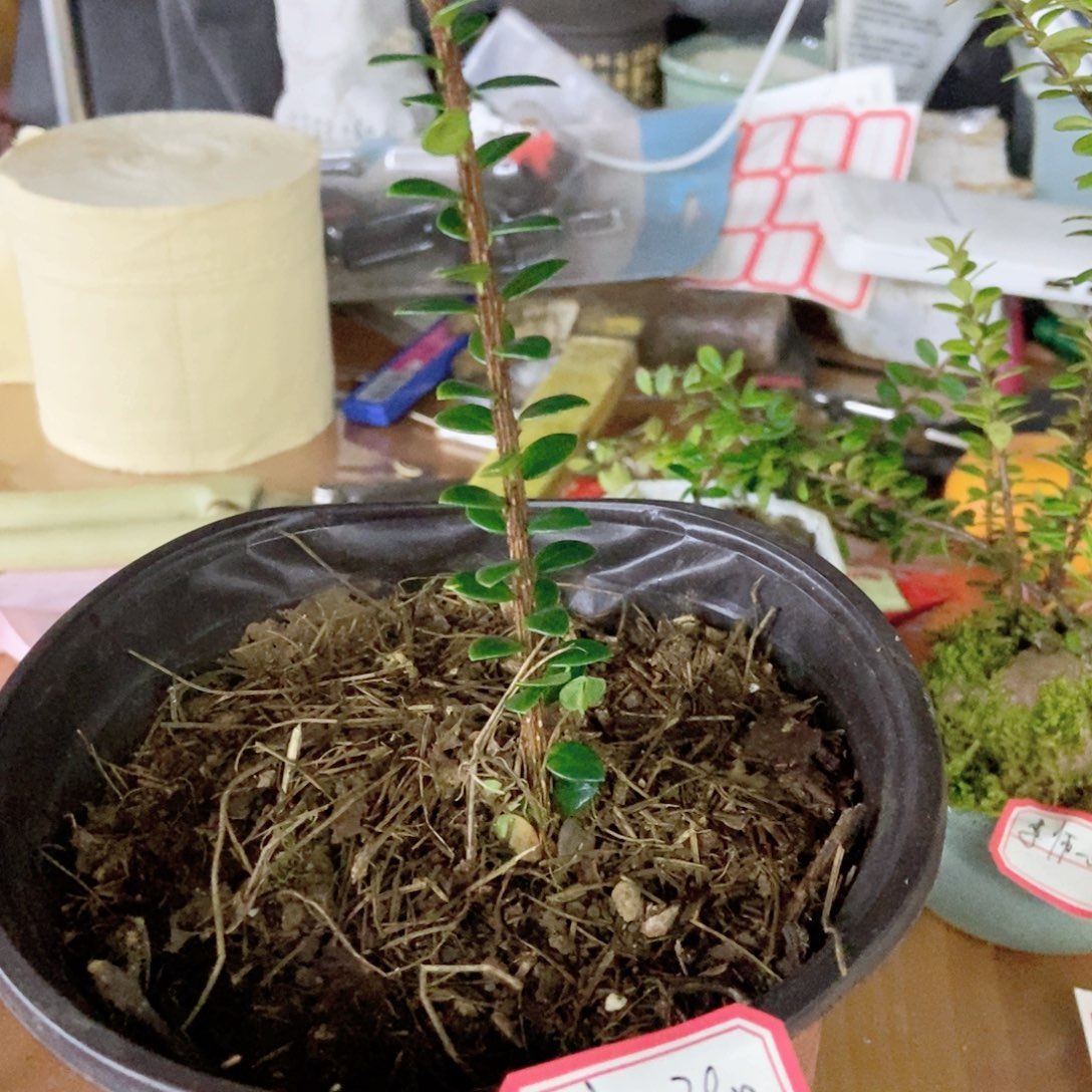 无花朵五翅莓开花结果