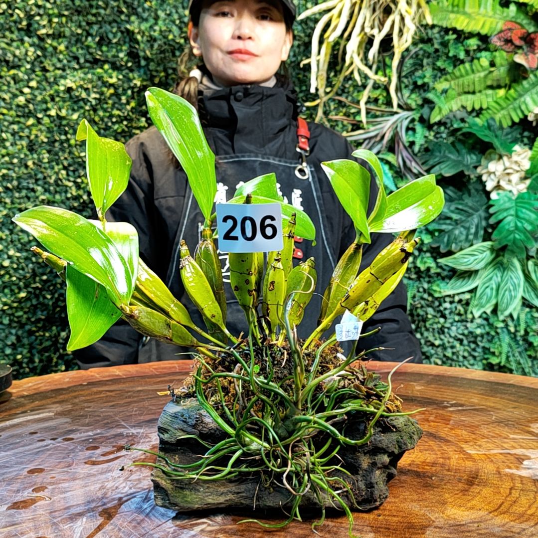 【闪购商品】206四角白法式，美杜莎，匙唇兰花