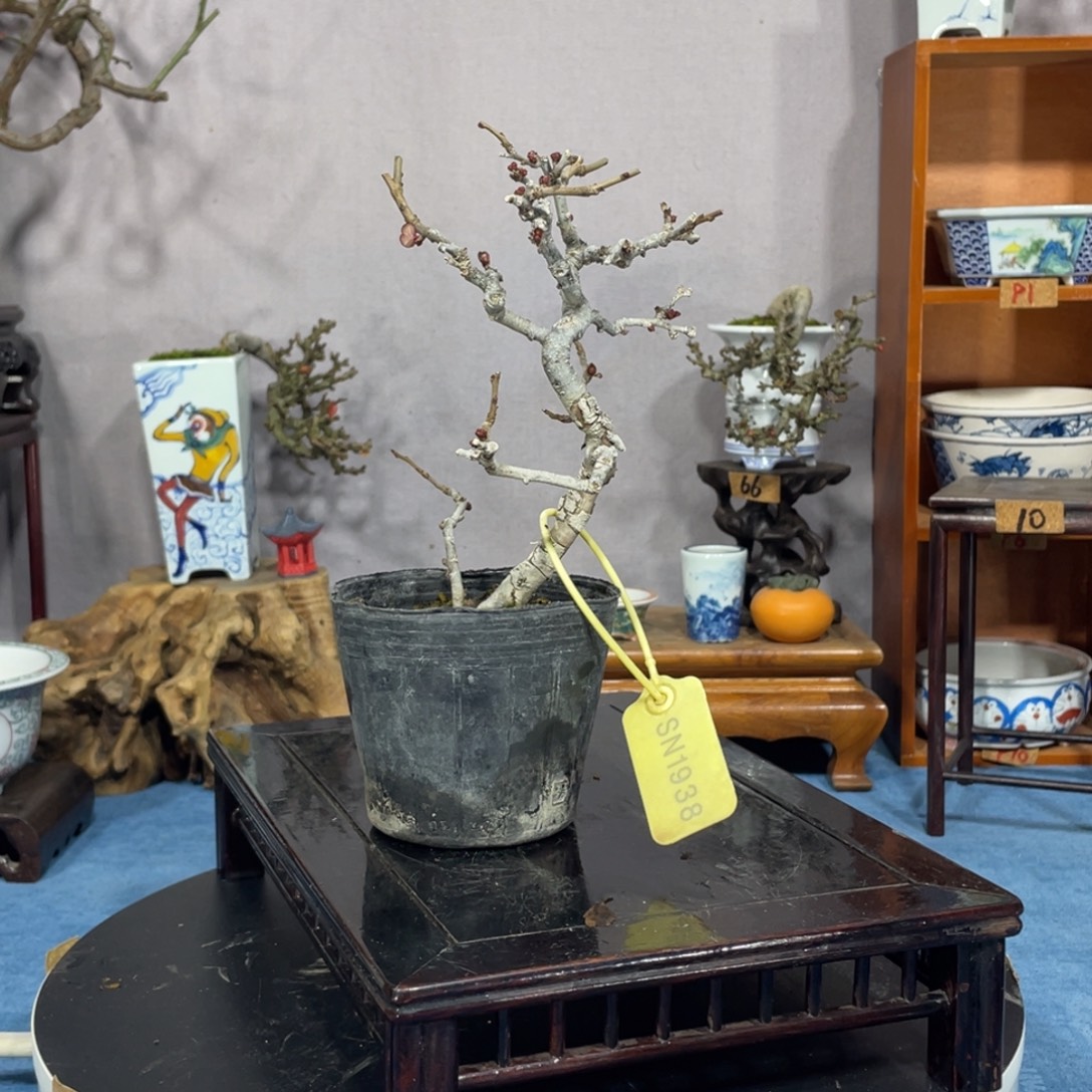 Z***G完全开放进口八重咲