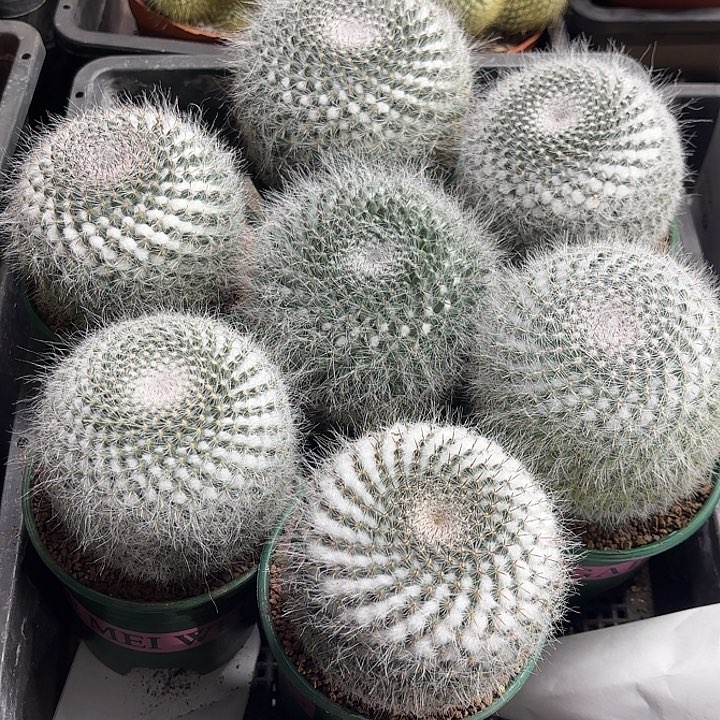 长毛玉翁加仑盆随机一盆14.99