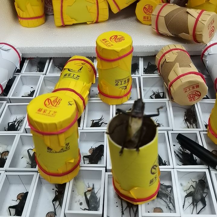 *****郝建伟大包扎嘴油葫芦各一