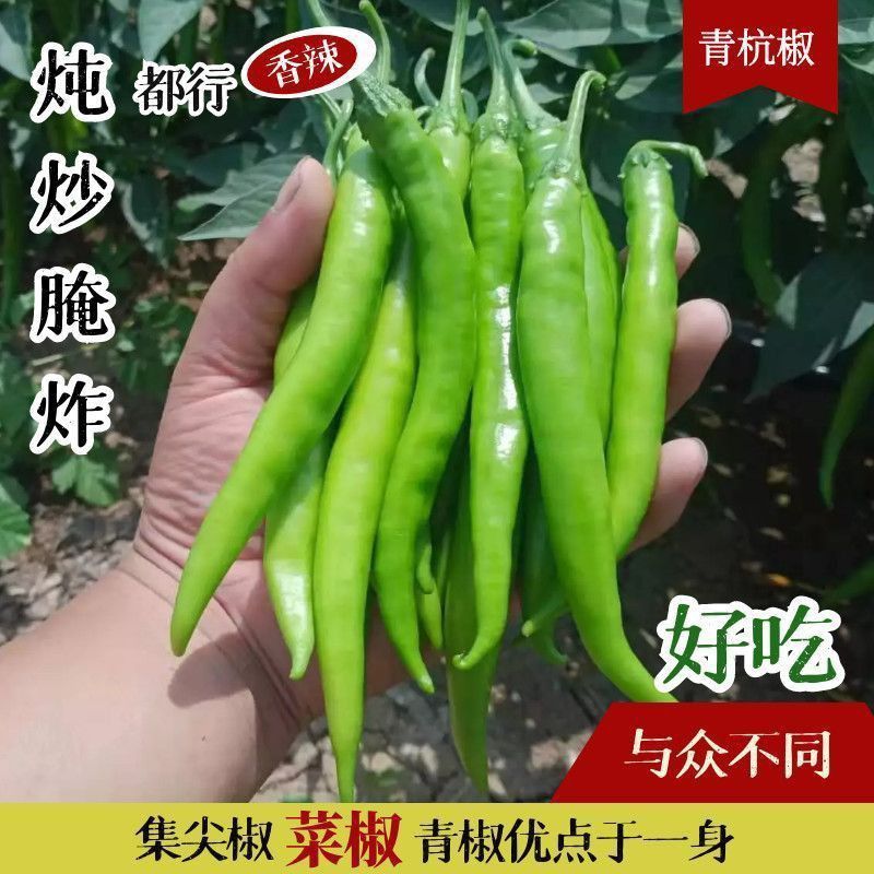 香辣杭椒新鲜特辣杭椒嫩辣椒农家自种尖辣椒饭店常用现摘现发