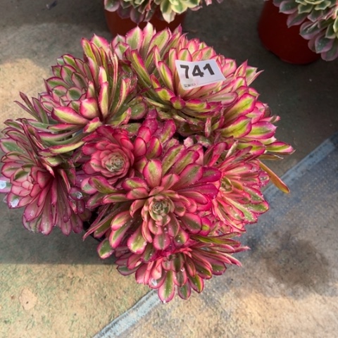 741白月光朵朵多肉，