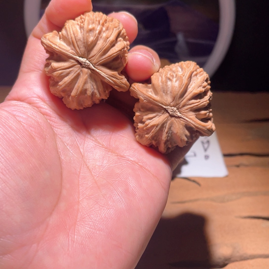 广****馆S023 40尺 白狮子