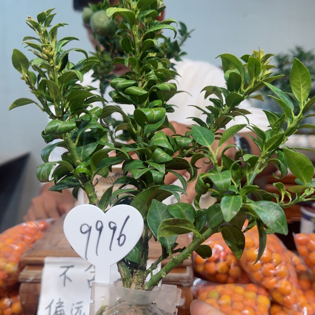 少量花朵（建议范围：2朵-5朵 或40%以下）m****u