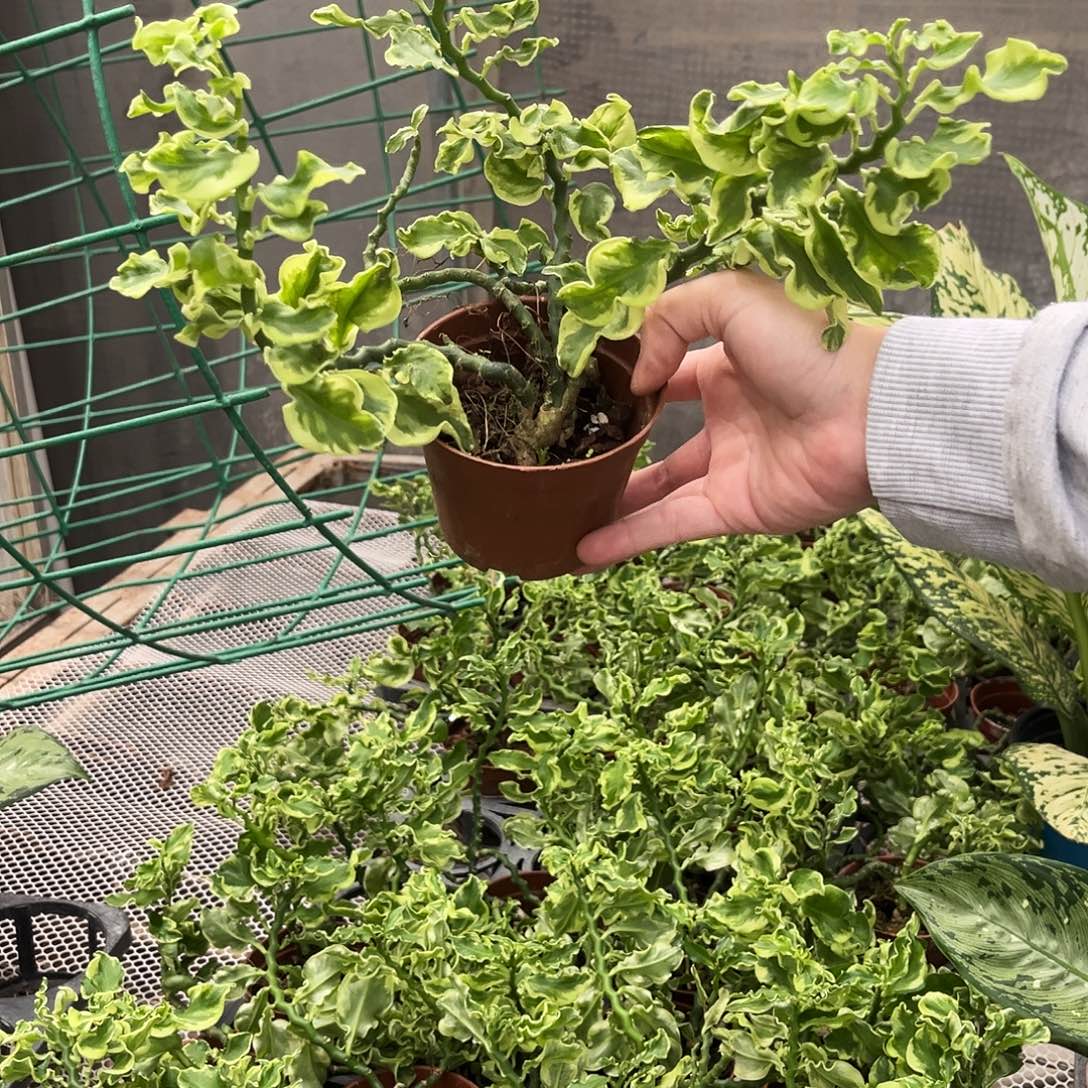 慕***.完全开放590白雀珊瑚锦