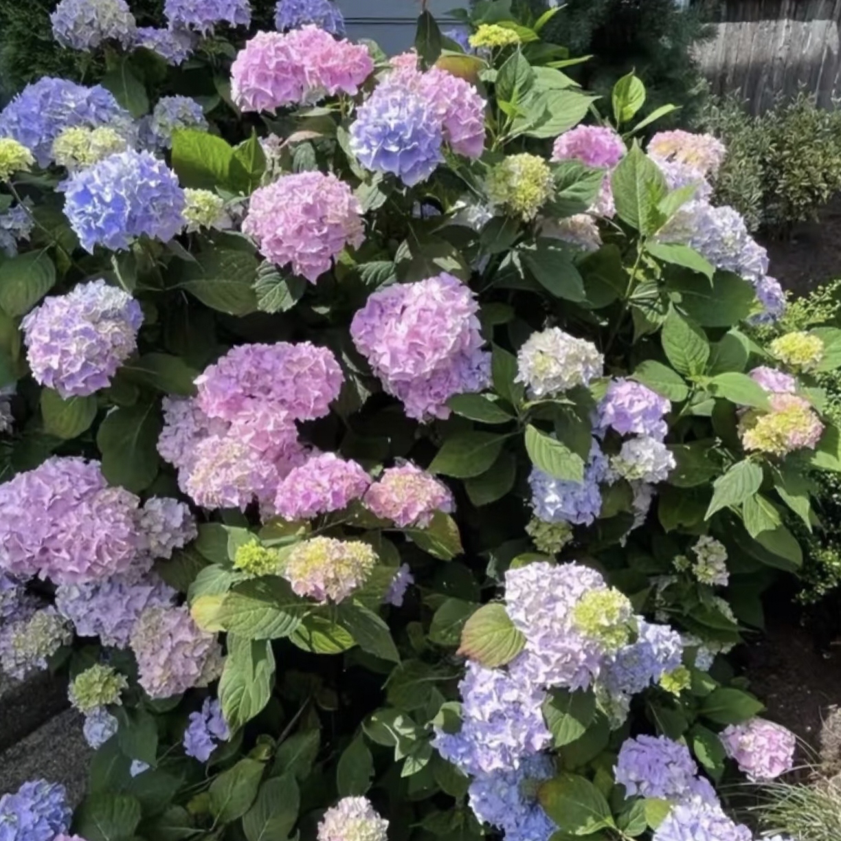 绣球【姹紫嫣红】原盆原土阳台花园栽种好易养护