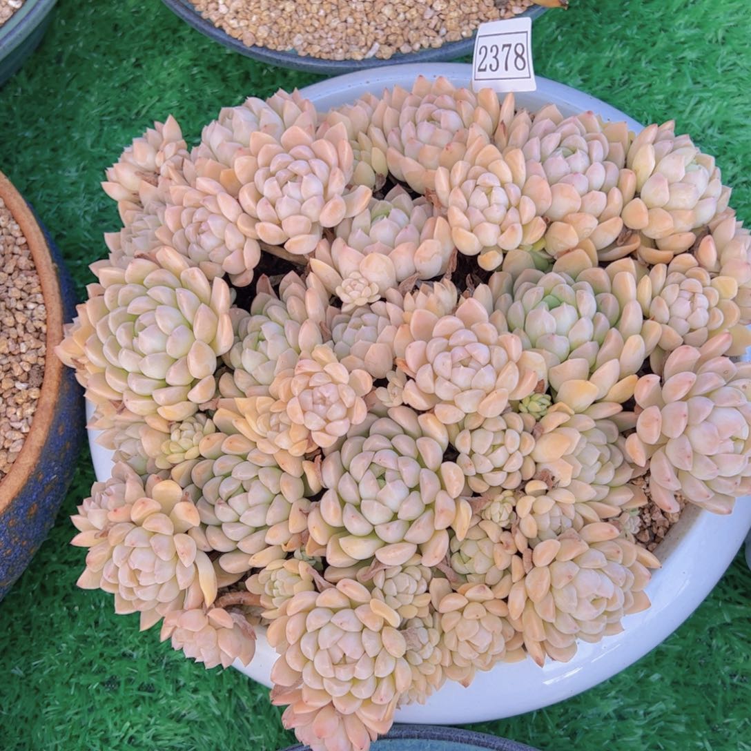 +*奶油2378一物一拍