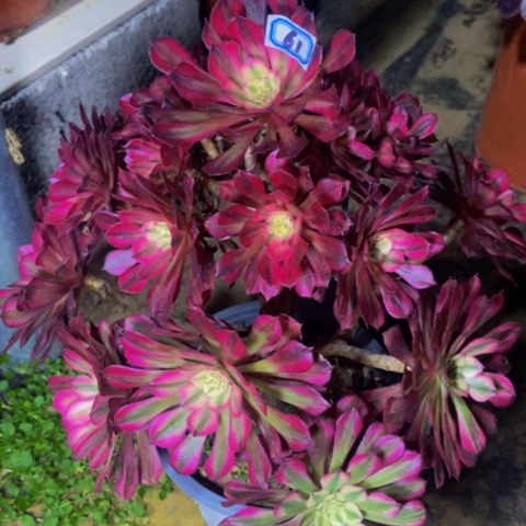 红同白多肉植物一物一拍61多肉