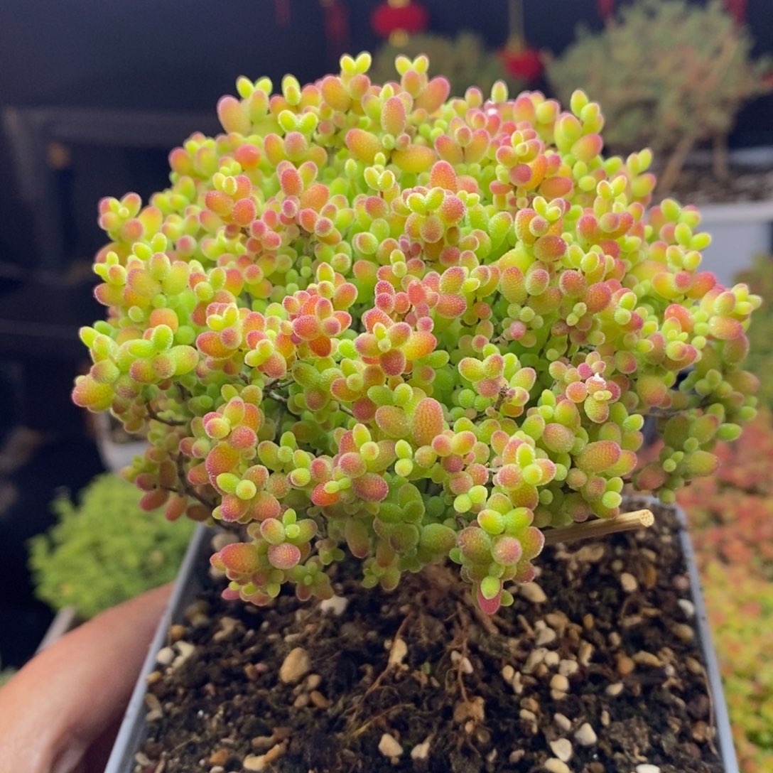 d114号蜜橘糖球枝干