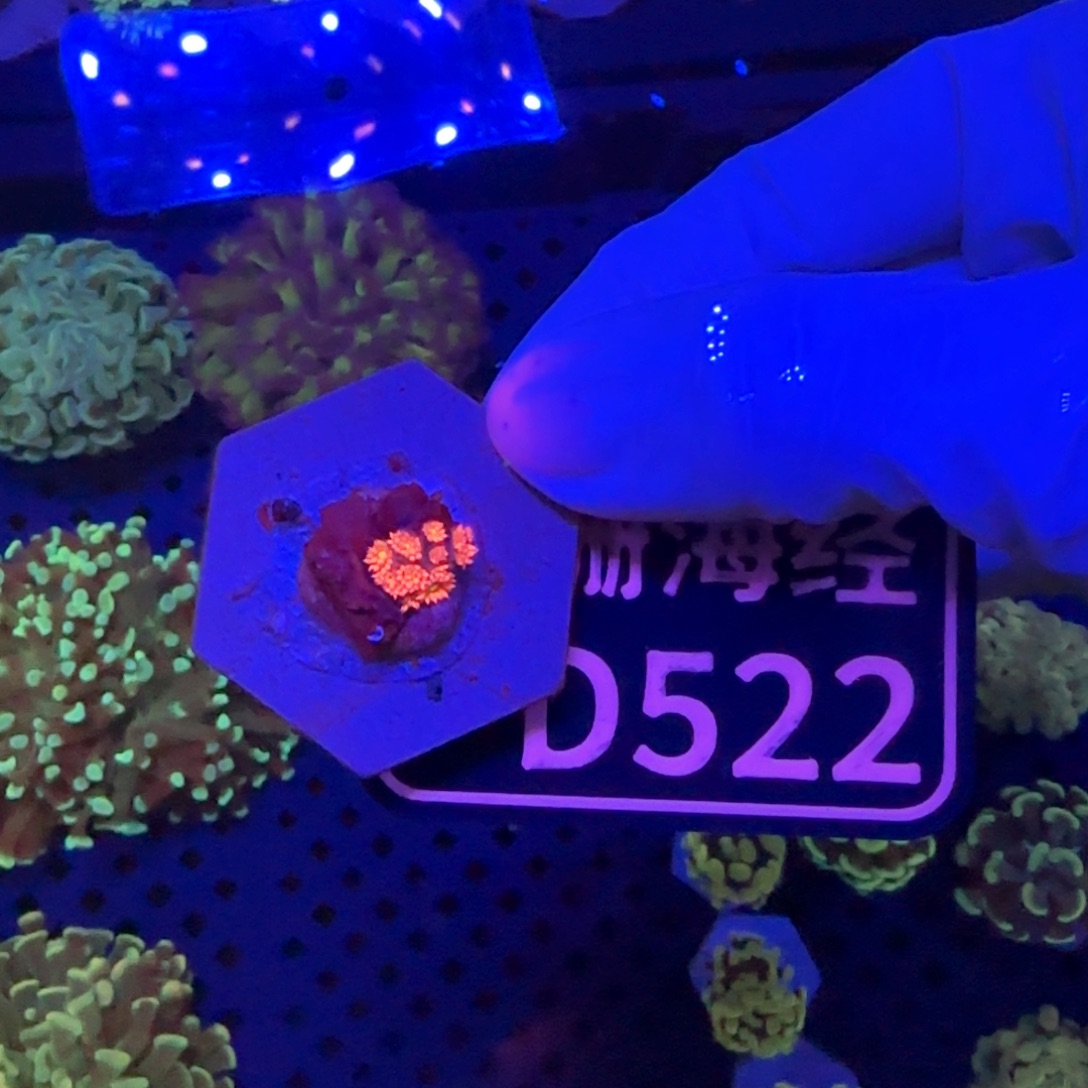 M***丶纽扣珊瑚又又不包邮澳彩原石D522