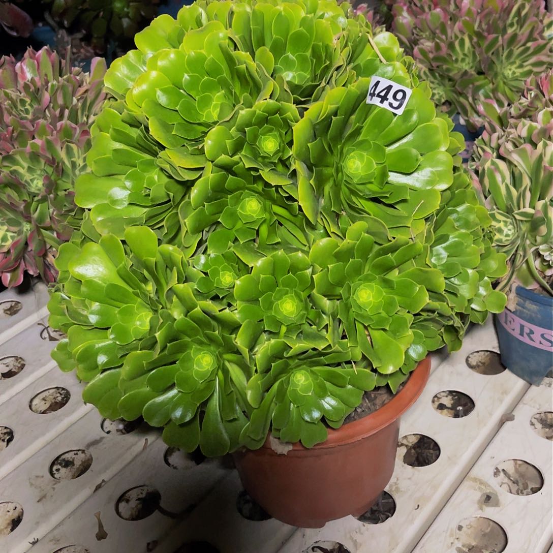 法师法师3–13包邮法师