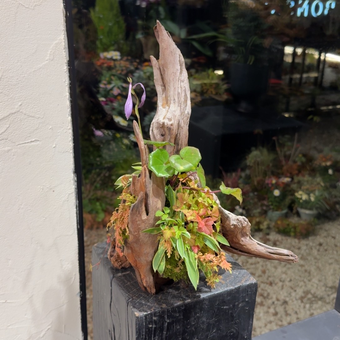 全部花朵山野草枯木逢春