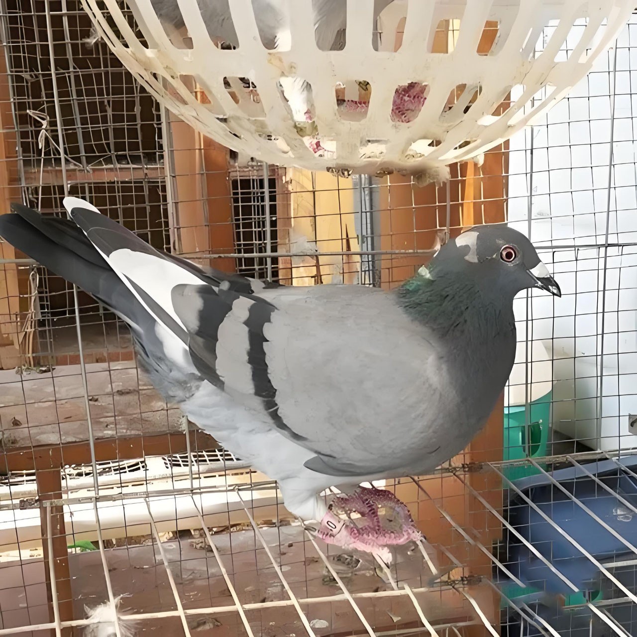 信鸽，成绩鸽，种鸽，脚环正规（一物一拍）