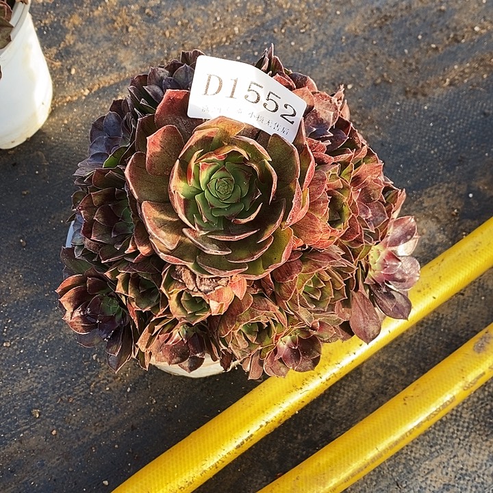 1552黑牡丹多肉植物