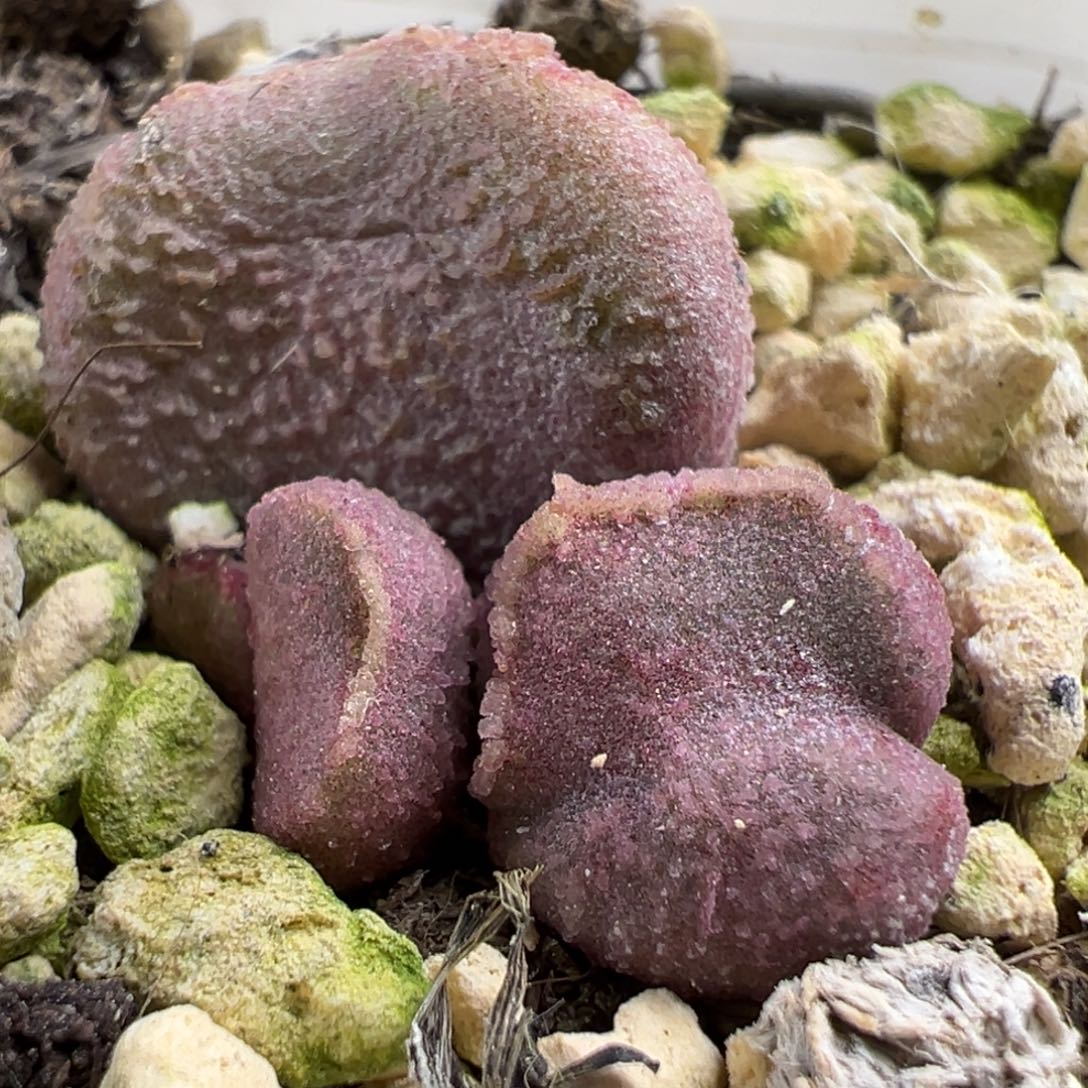 圆球实生新品大苗多肉植物