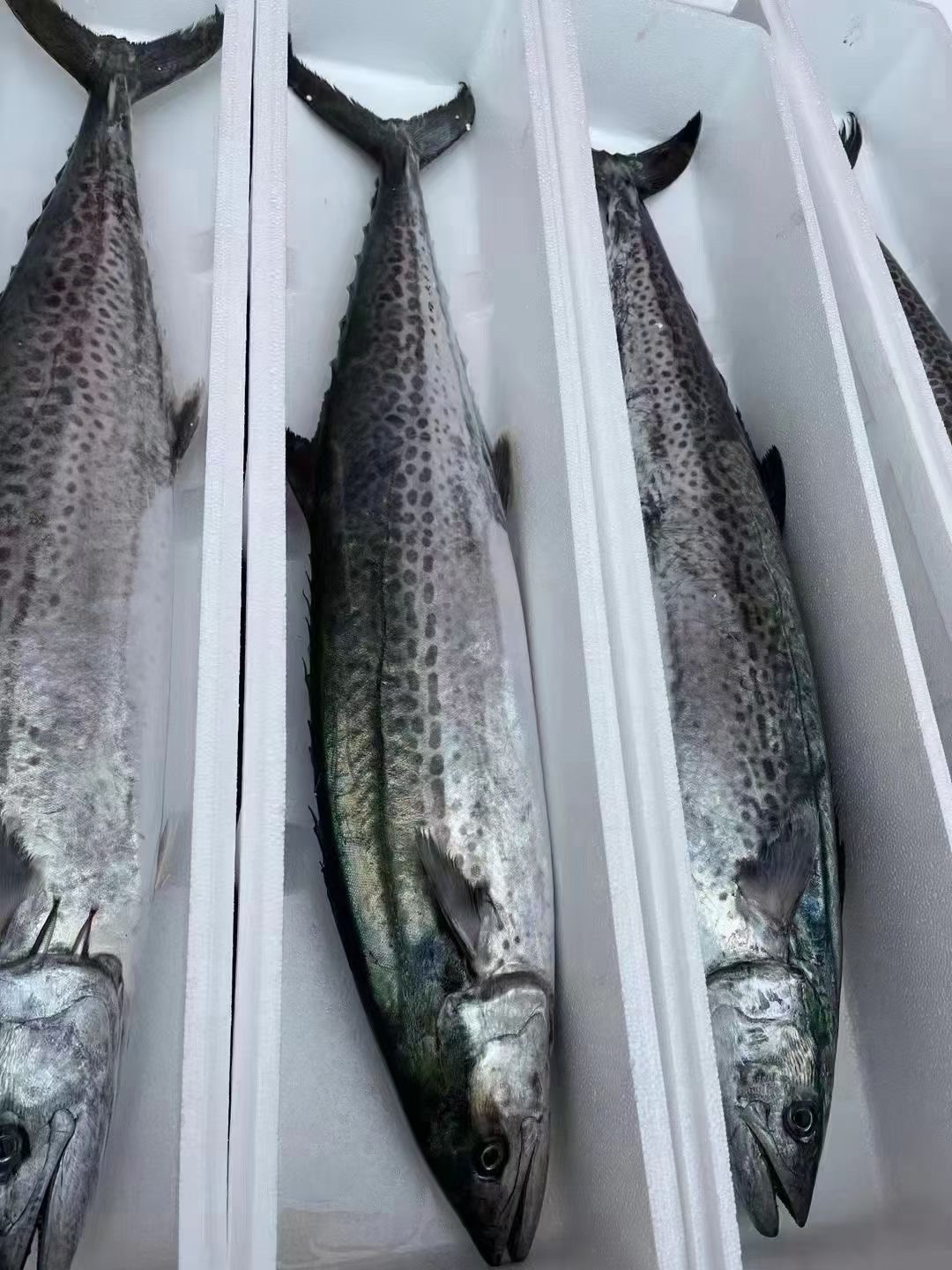 青岛大鲅鱼每条9.5斤（上下浮动100克）燕尾鲅马鲛鱼 青岛直发