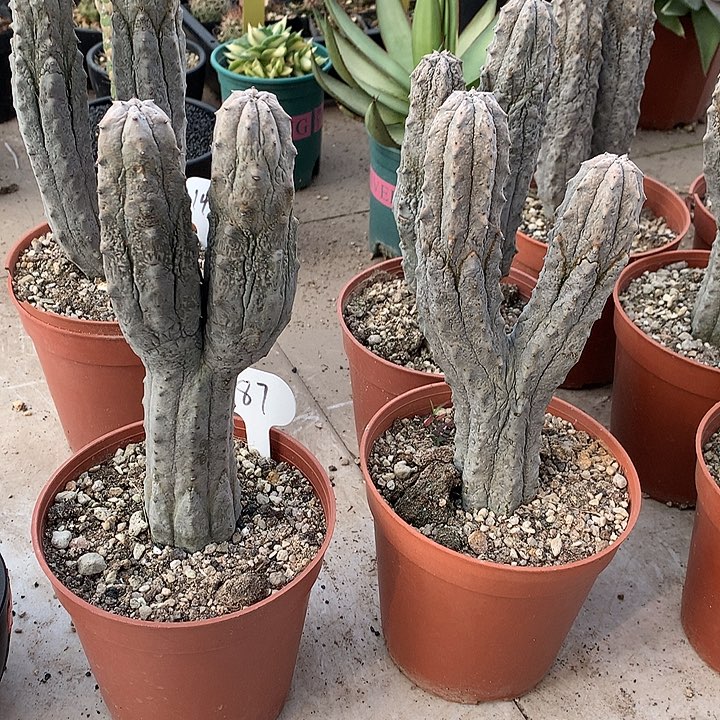 87亚迪麒麟 可挑11111111111