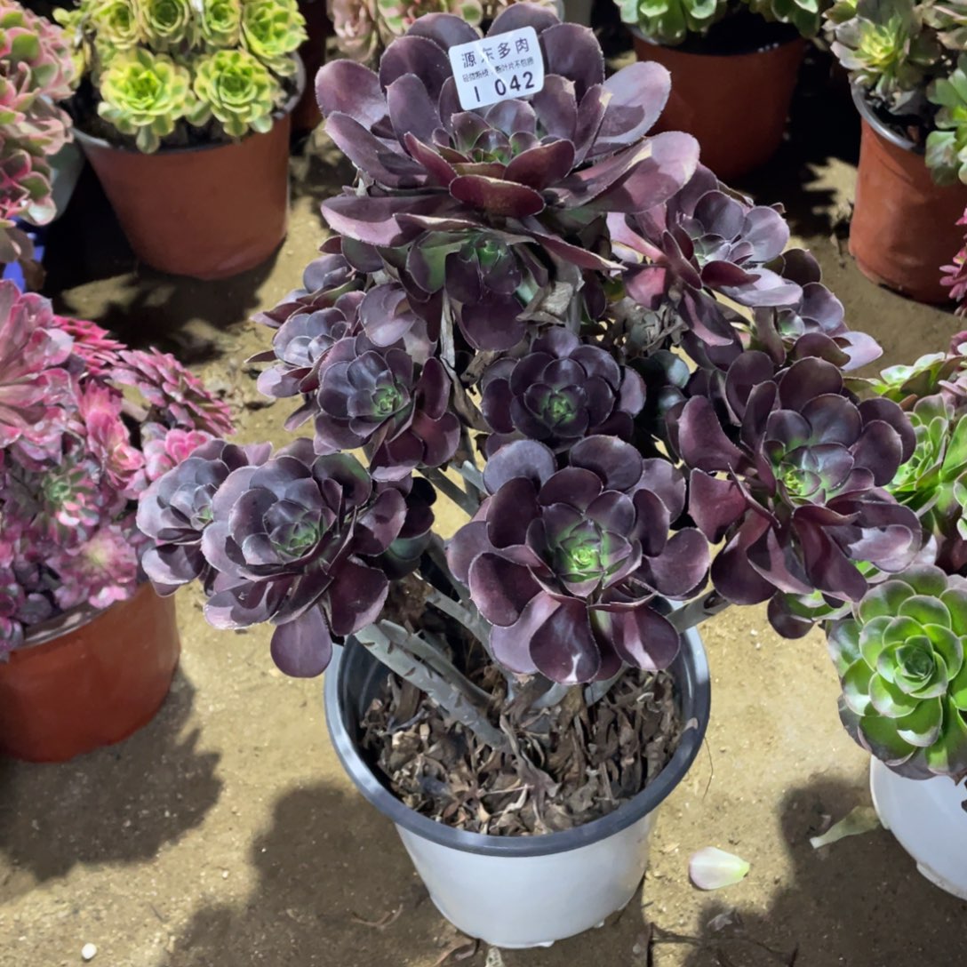 042黑豆多肉法师断枝不包