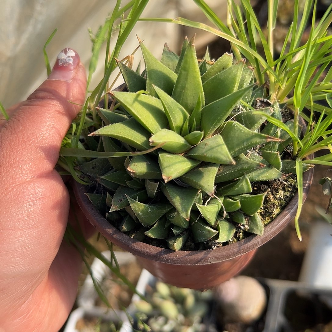 多肉植物多肉植物