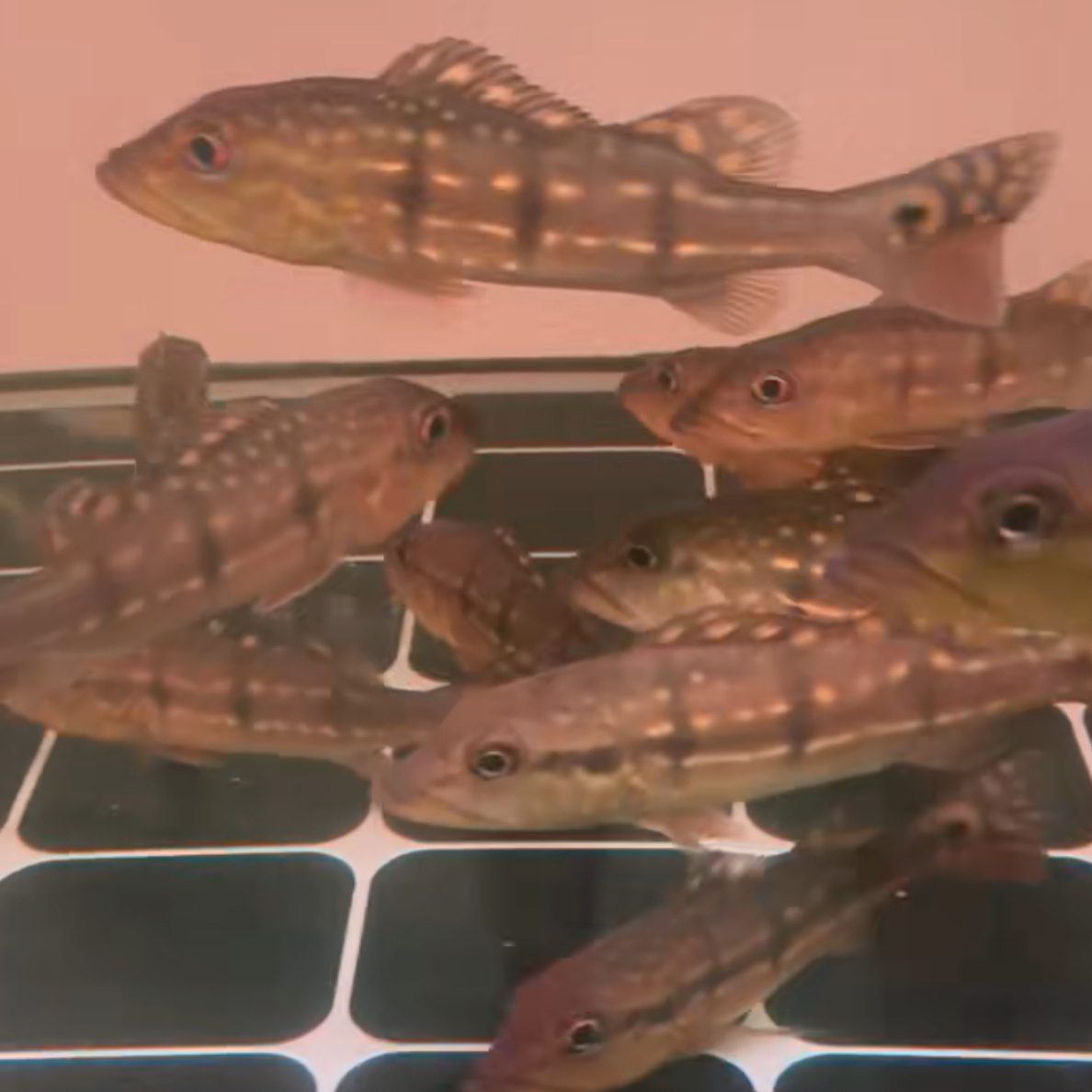 野生帝王三间巴西亚热带观赏鱼淡水鱼