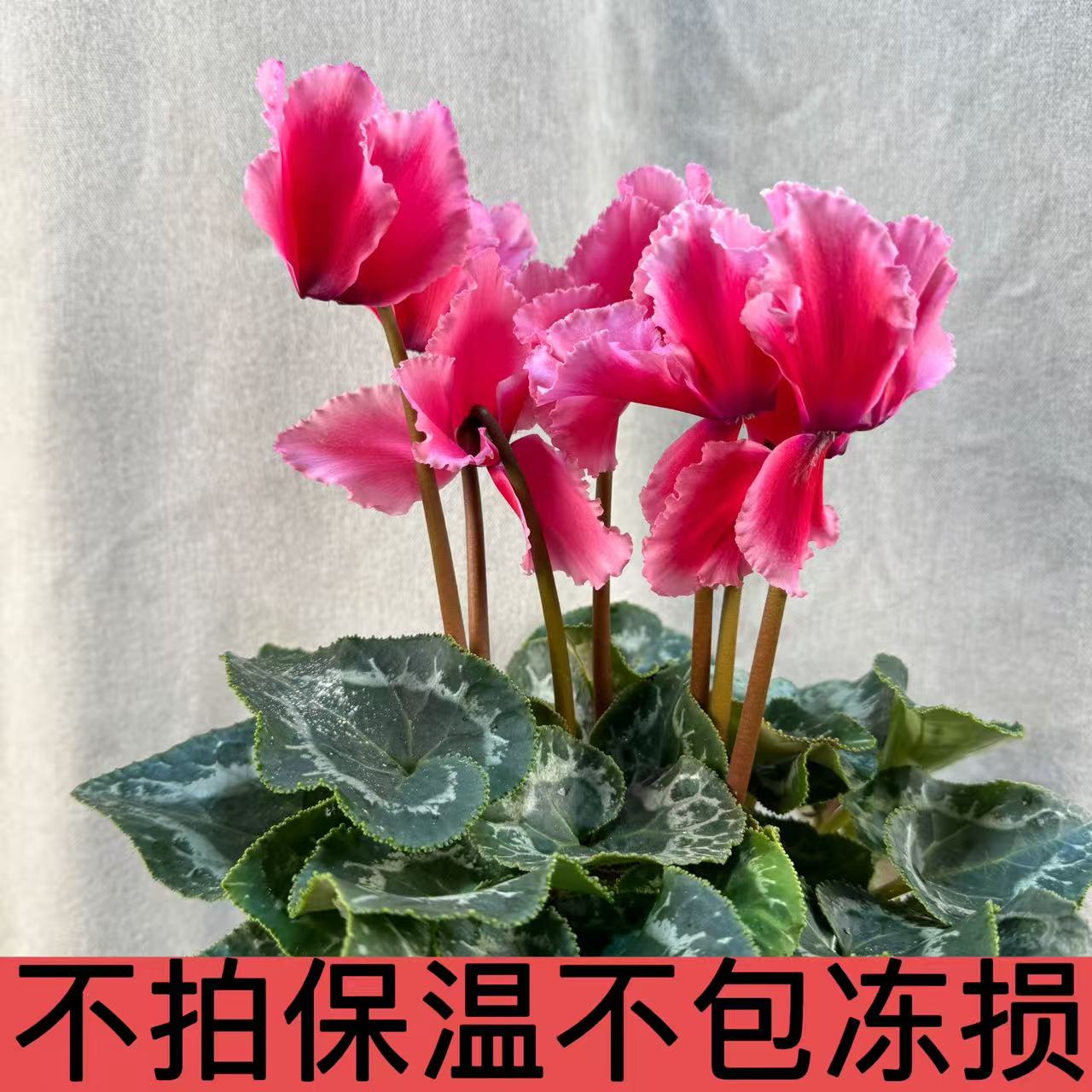 【荔枝】1代进口仙客来140盆径大花型（换盆不售后）