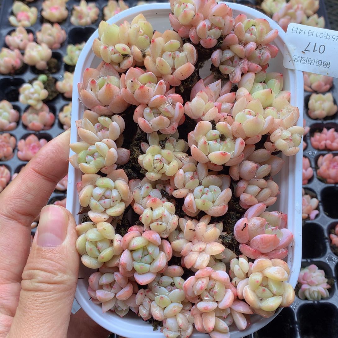 反反复复还是很开心017