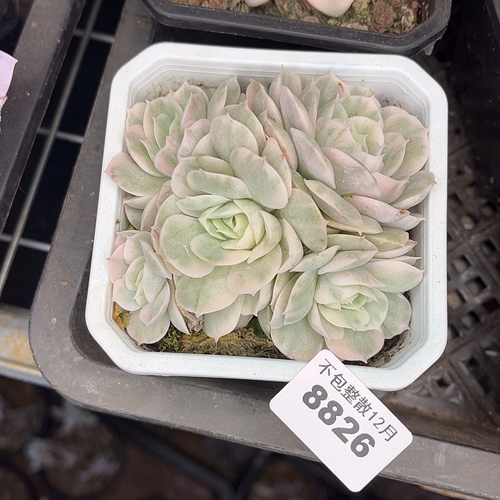 阿雅园艺。      8826昂斯诺锦