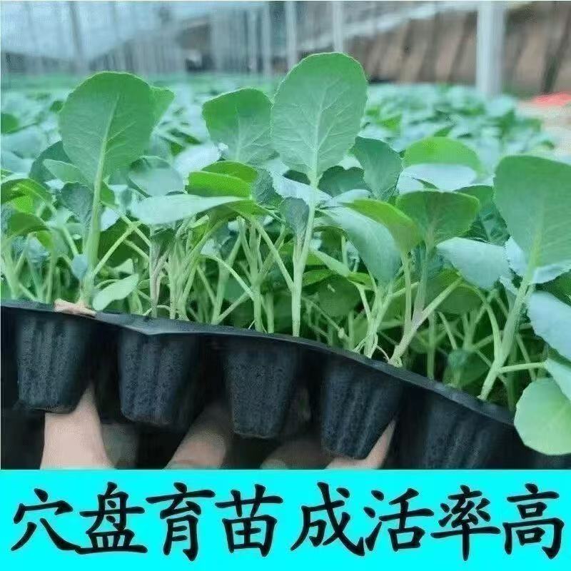 粉丝福袋奖品中奖随机发5颗苗