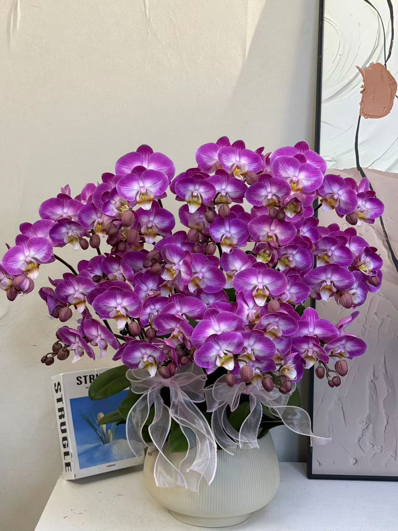 蝴蝶兰【优雅】真花 秋冬耐寒花卉 四季开花 多样性发货