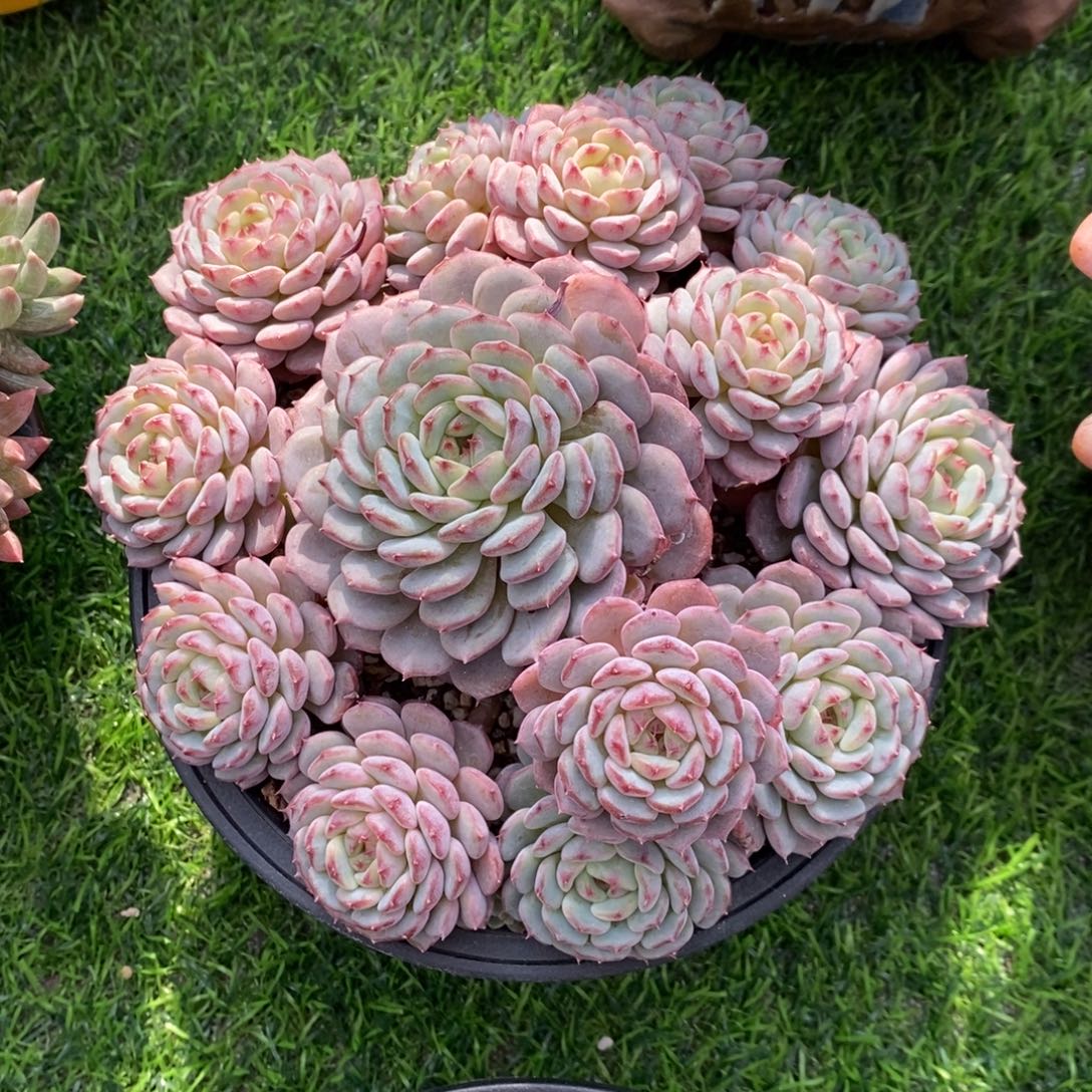 白胖子 一物一拍 