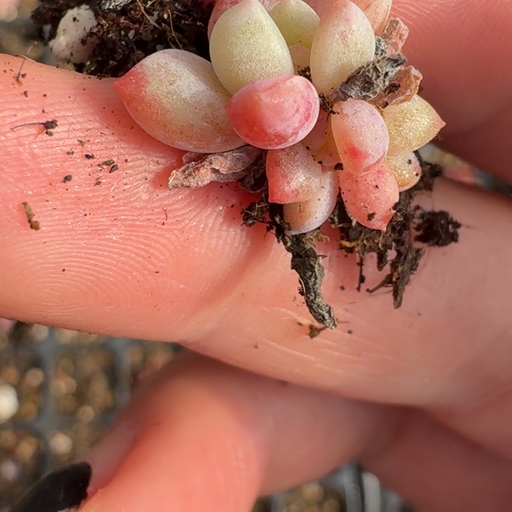 香****彩虹奶酪一物一拍133