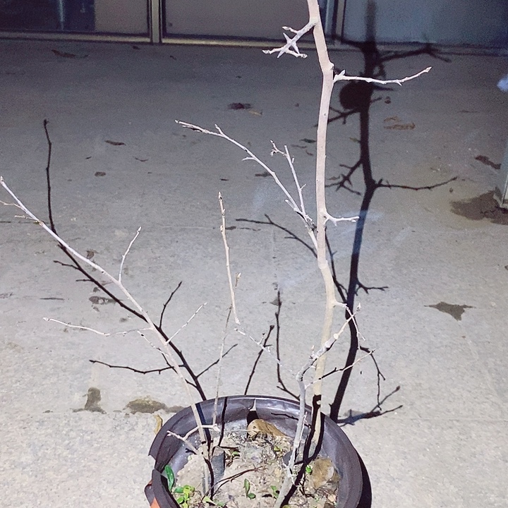 重***9无花朵哈哈哈哈哈哈