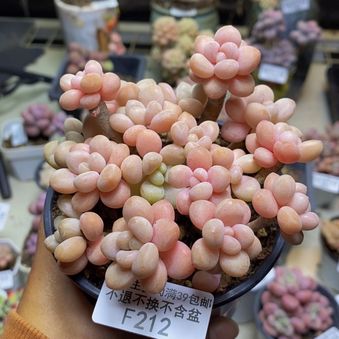 212鱼子酱多肉9c m