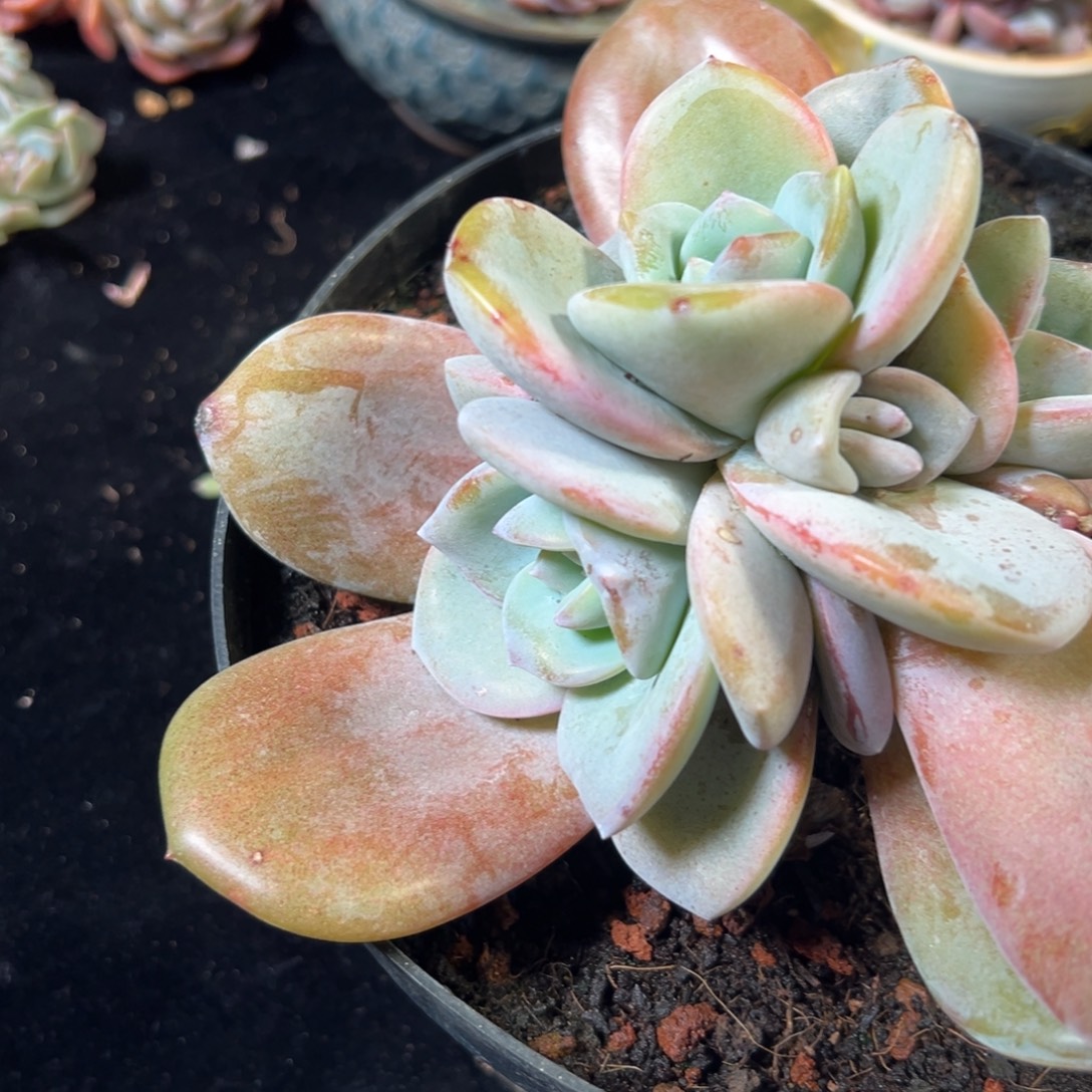 新年快乐 新年快乐 