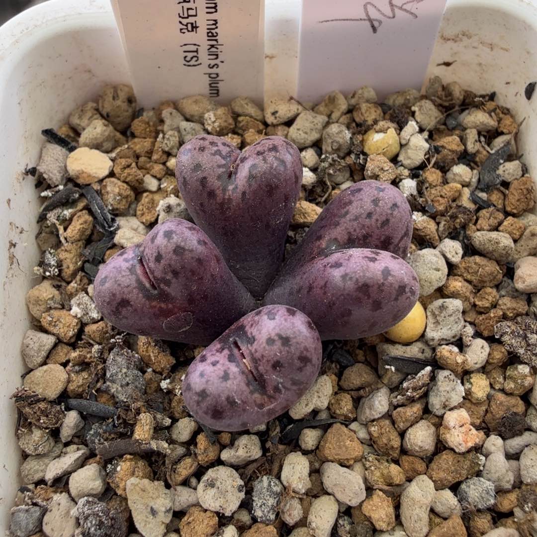 TS波点马克 12-2-L2