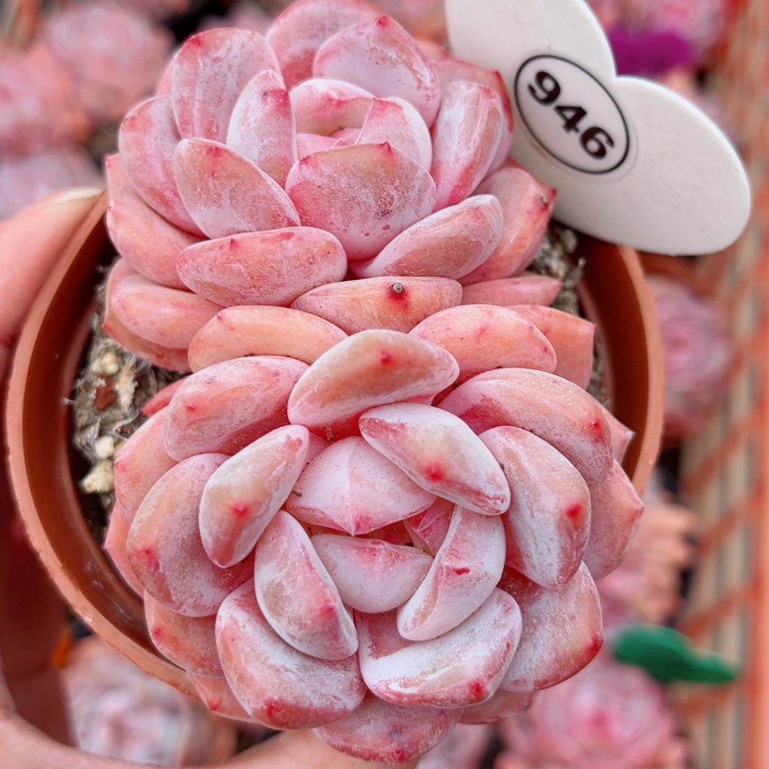 946号小老桩橙梦露双头