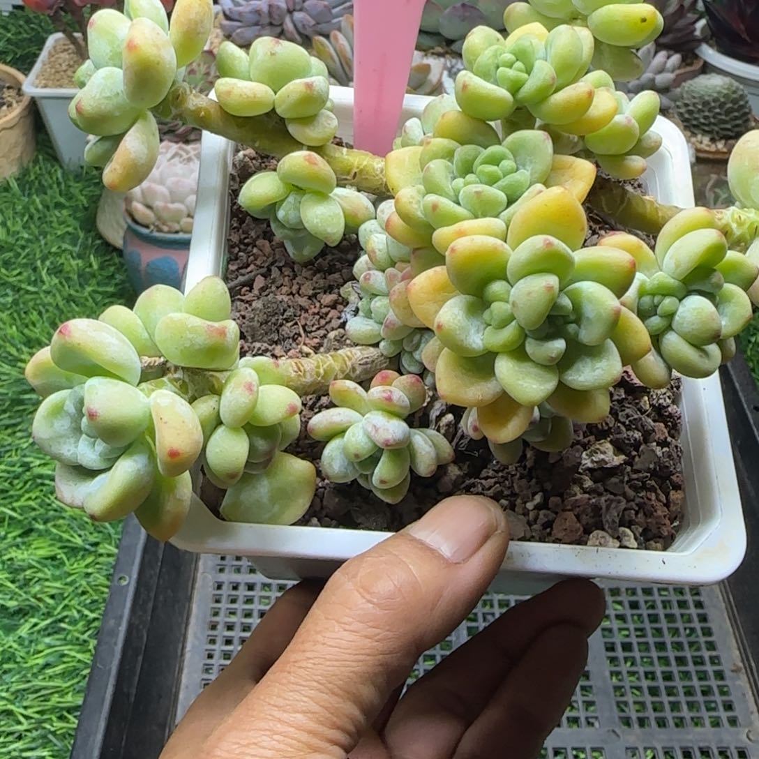 锦安精品多肉编号243