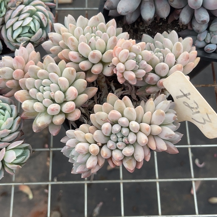 两单包邮，一物一拍213明珠美人