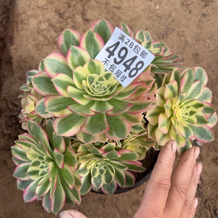 玉姿多肉植物法师4948