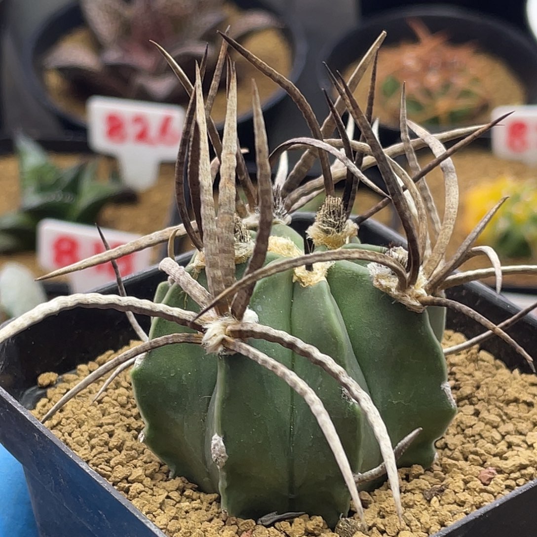 实生黑曲刺水牛角大凤玉