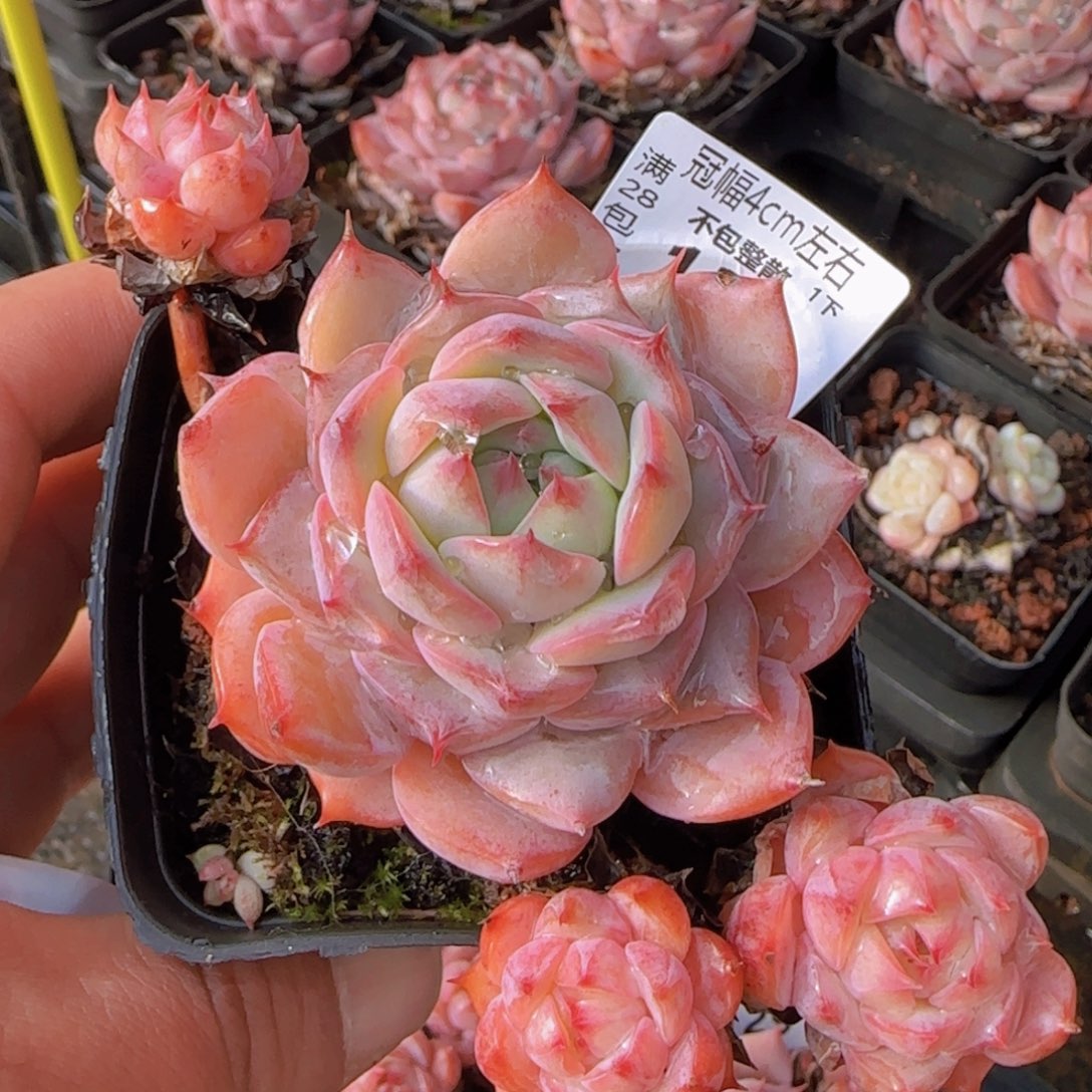 全场满28包邮女王一颗