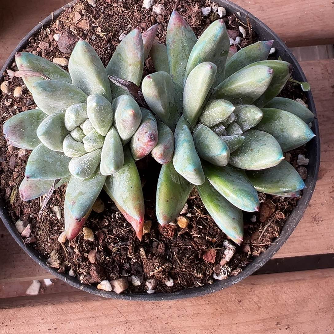 7684仙女杯多肉植物